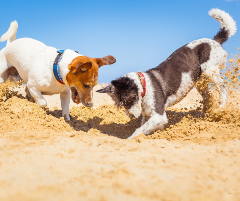 pourquoi les chiens enterrent-ils les os