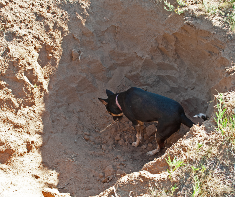 instinct des chiens