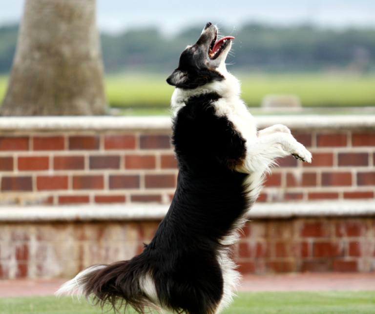 chien-sauteur