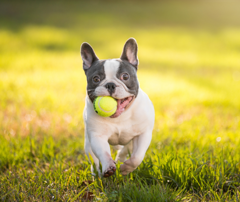 Bouledogue Français