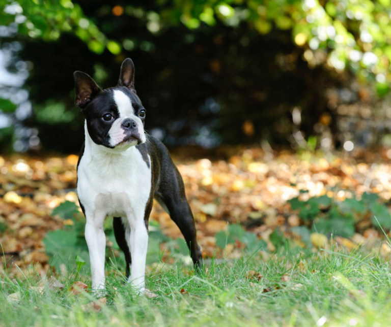 Boston Terrier