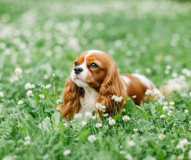 Cavalier King Charles Spaniel