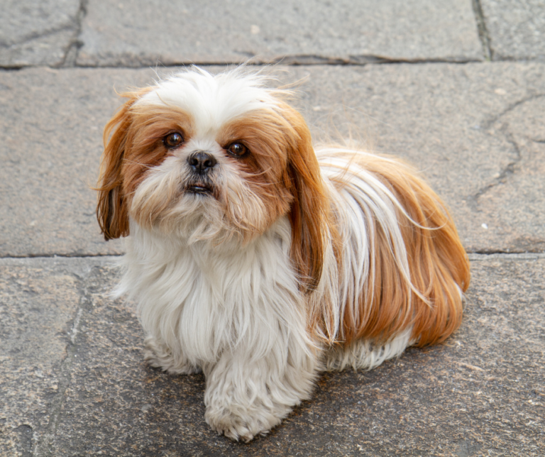 Shih Tzu