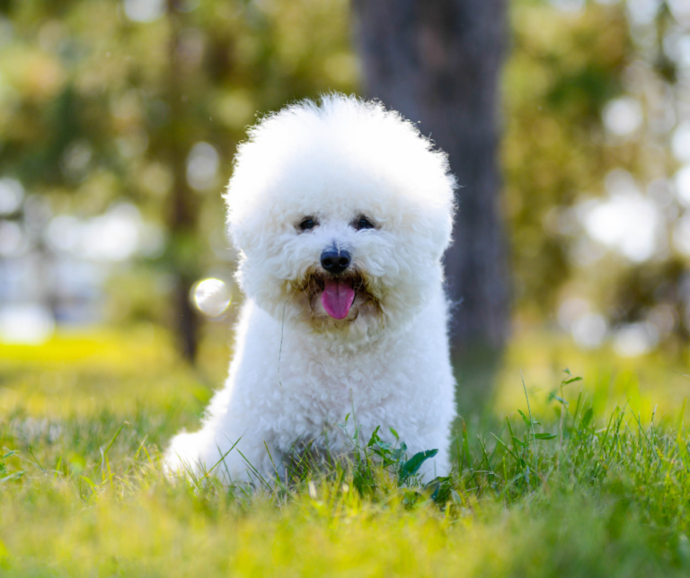 Bichon Frisé