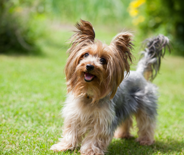 Yorkshire Terrier