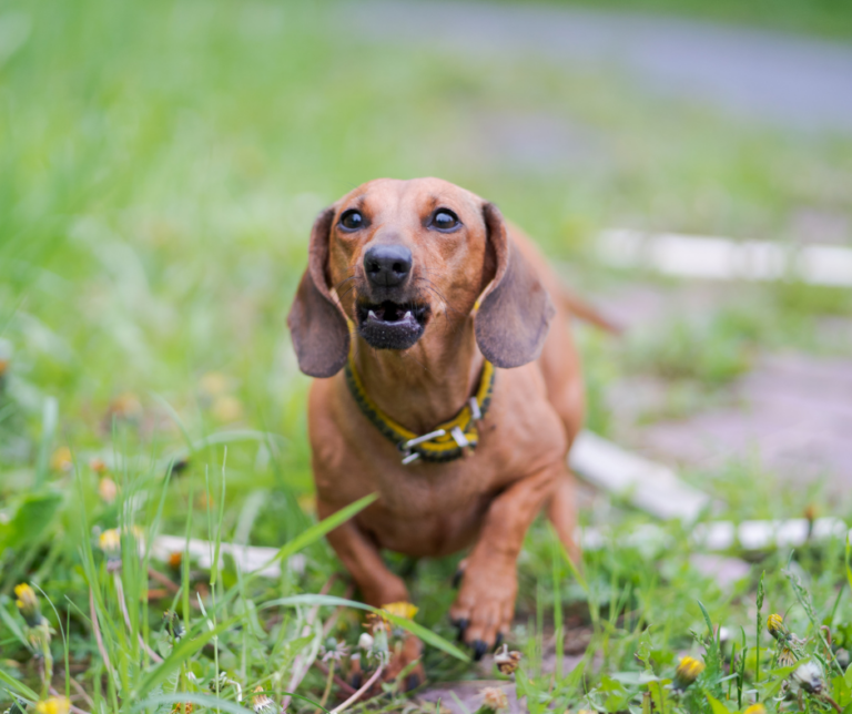 chien-qui-grogne