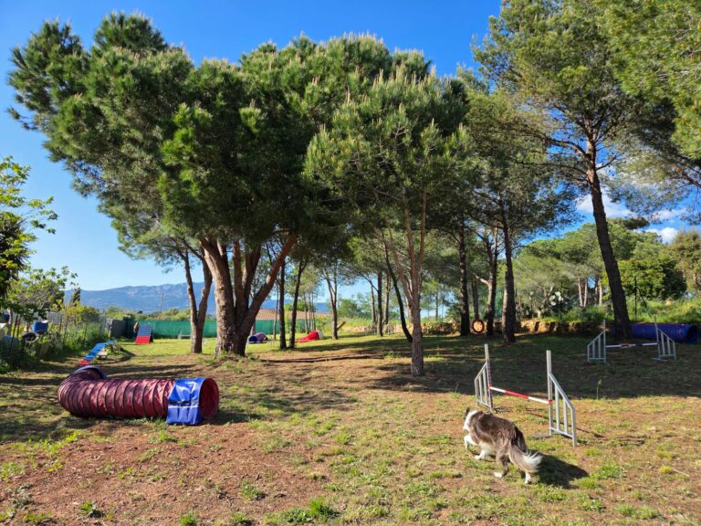 terrain canin Carqueiranne