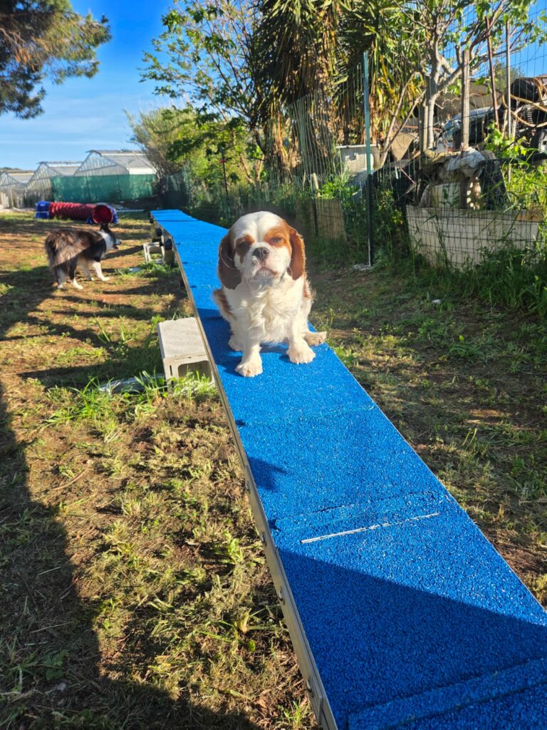 loisirs pour chien Carqueiranne