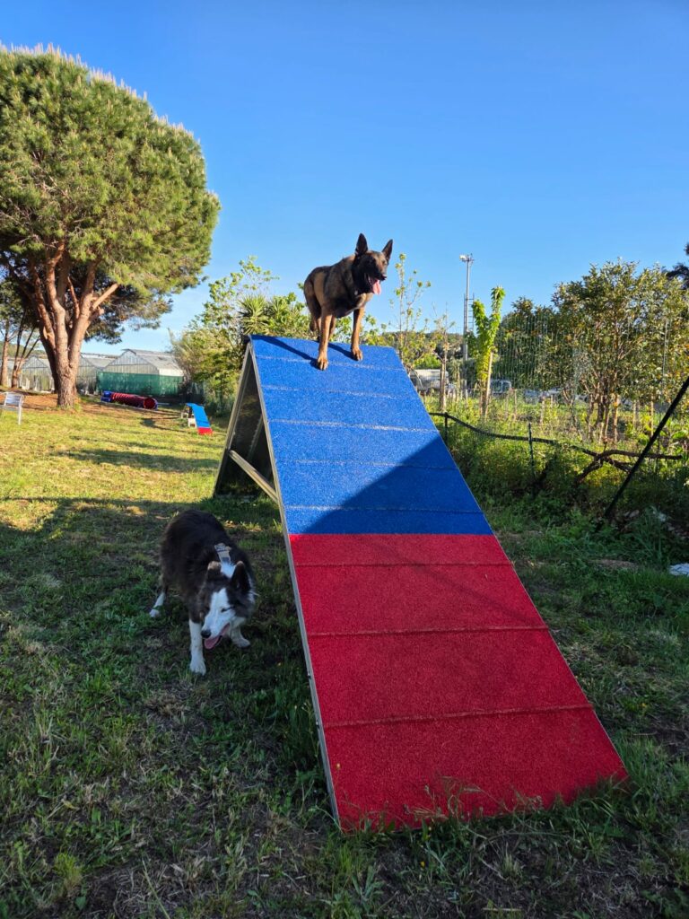 espace détente chien Var